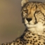 Lorenzo
